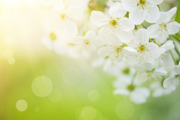 Blossoming of cherry flowers in spring time with green leaves, macro