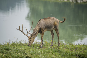 Elk