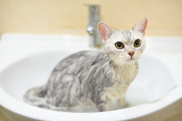 washing cat in bathroom