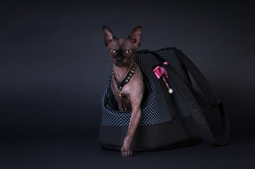 Black sphinx portrait cat