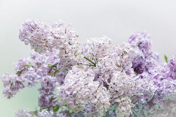 Fototapeta premium Flowering of lilac