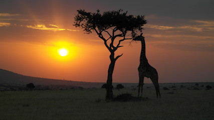 Giraffe Masai Mara
