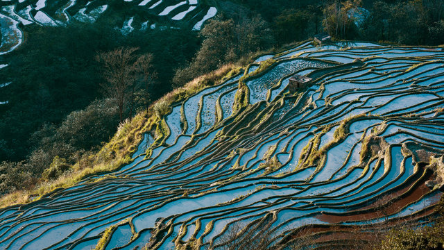 Terraced rice fields