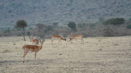 Impala