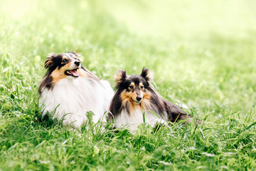 portrait of two happy friends dogs puppy and Shetland Sheepdog lie in the grass on nature background. collie  playing