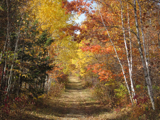 Fototapeta na wymiar autumn trail