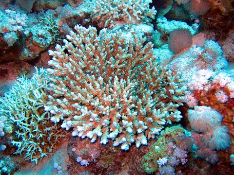 Beautiful Corals in the Red Sea 
