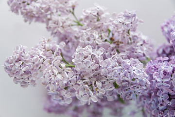 Flowering of lilac
