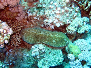 Beautiful Corals in the Red Sea 
