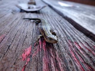 small, brown lizard on a wooden board, (Lacerta agilis)