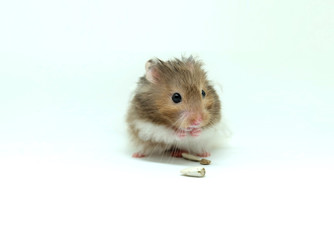 A fluffy syrian hamster eatting seed isolated on white background