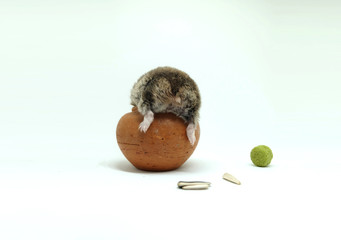 A fluffy winter white hamster climbing a small clay pot isolated on white background