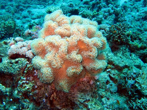 Beautiful Corals in the Red Sea  