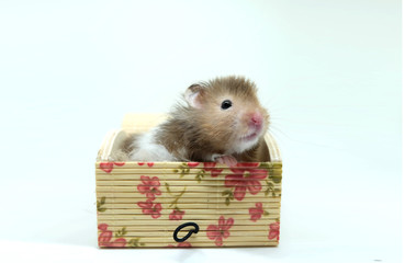 A fluffy syrian hamster sitting in a lovely box isolated on white background