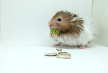 A greedy syrian hamster eatting food isolated on white background