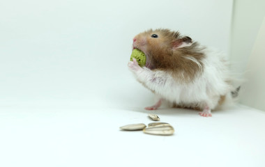 A syrian hamster greedily eatting food isolated on white background