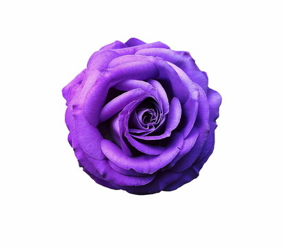  Top view of bright vivid purple flower on isolated white background,vibrant violet flower 