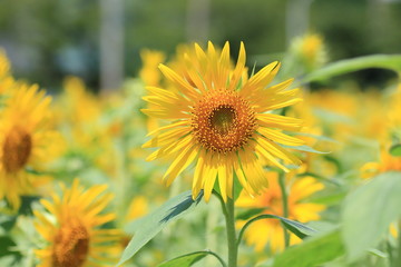 Sunflower