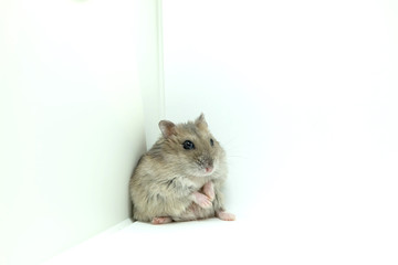 A fluffy winter white hamster sitting isolated on white background