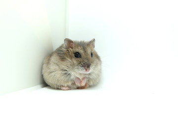 A chubby winter white hamster sitting while looking at the camera isolated on white background