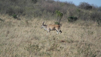Elenantilope 