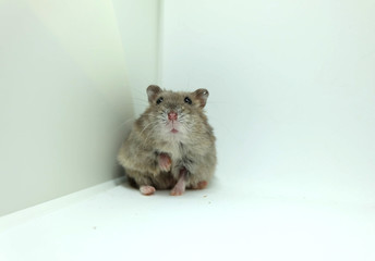 A fluffy winter white hamster sitting with one hand up isolated on white background