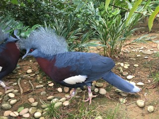 Fototapeta premium Scheepmaker crowned pigeon