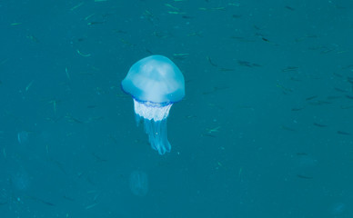 Fototapeta premium Beautiful glowing blue jellyfish in blue water sea with little fish background