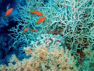 Beautiful Corals in the Red Sea  