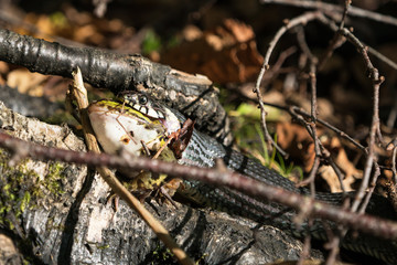 Side view of european grass snake that has caught and is eating a green frog