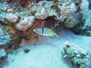 Trigger Fish in the Red Sea 