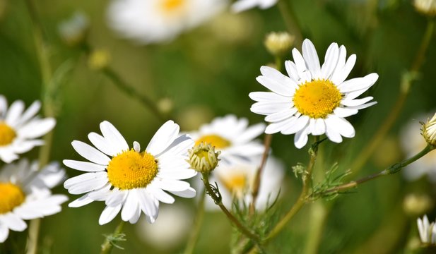 Fototapeta polne kwiaty rumianek