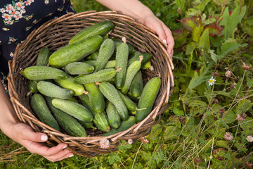 closeup of woman's hands holding basket with organic cucumbers. Harvest. Summer. Farming.