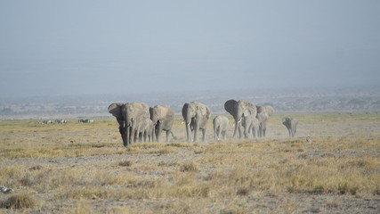 Obraz premium Elefant Elephant 