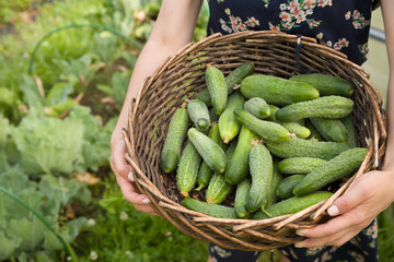 closeup of woman's hands holding basket with organic cucumbers. Harvest. Summer. Farming.