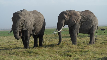 Elefant Elephant 