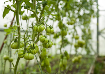 Harvest of fresh organic tomatoes in greenhouse on a sunny day.Picking Tomatoes..Vegetable Growing. Gardening concept
