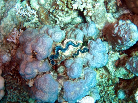 Giant Clam in the Red Sea 