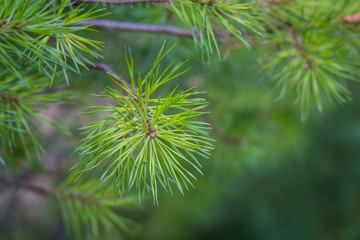 Fir tree branch close up. Shallow focus. Fluffy fir tree brunch close up Copy space.