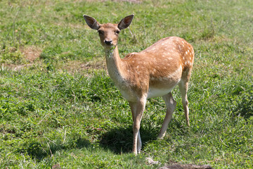 fallow deer
