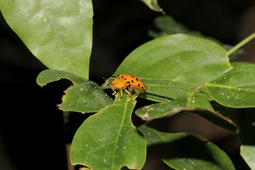 beetle