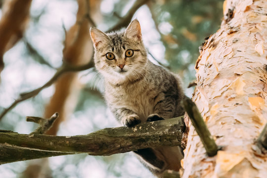 Funny Cat Sitting On A Pine Tree Branch In Summer Forest Park