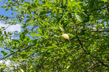 An Apple hanging on a tree