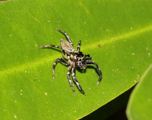jumping spider