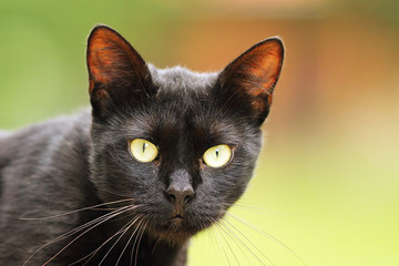 black cat portrait with big green eyes