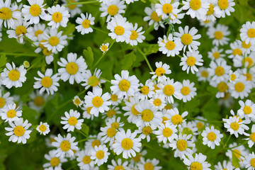 Chamomile field flowers. Beautiful nature scene with blooming medical chamomilles on summer sun. Alternative medicine Spring Daisy. Summer flowers on beautiful meadow. Summer background