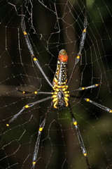 spider