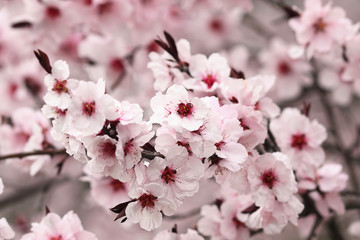 close up of japanese cherry flowers