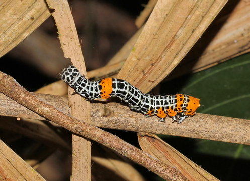 caterpillar