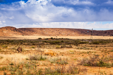 The farmlands of the high Karoo escarpment.
